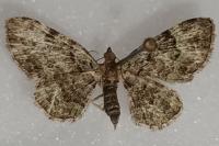 Pasiphila rectangulata