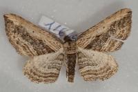Horisme vitalbata