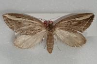 Chesias legatella