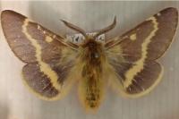 Lemonia dumi