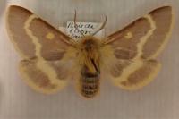 Lemonia dumi