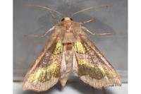 Diachrysia chrysitis