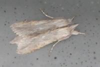 Cucullia calendulae