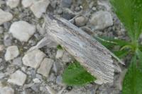 Cucullia calendulae