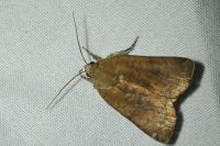 Noctua interjecta