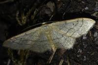 Idaea aversata