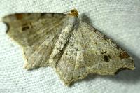 Macaria alternata