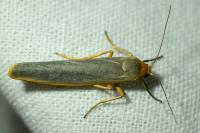 Manulea complana