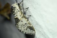 Furcula bicuspis