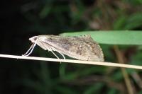 Evergestis isatidalis