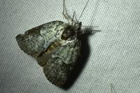 Nycteola