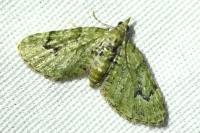 Chloroclystis v-ata