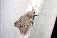 Leptologia lota