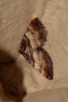 Earophila badiata