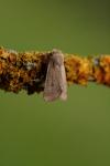 Orthosia cruda