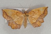 Epione repandaria