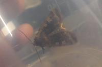Conistra erythrocephala