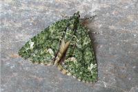 Chloroclysta siterata