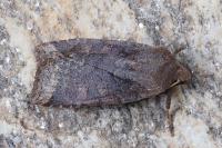 Conistra ligula