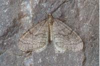 Operophtera brumata