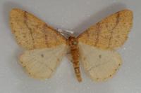 Phigaliohybernia aurantiaria