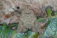 Anarta trifolii