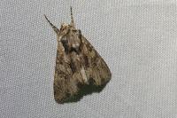 Mniotype solieri