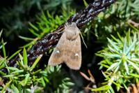 Eupsilia transversa