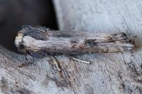 Xylena exsoleta