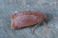 Conistra ligula