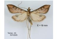 Antigastra catalaunalis