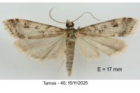Eudonia angustea