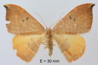 Watsonalla uncinula