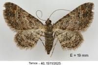 Gymnoscelis rufifasciata