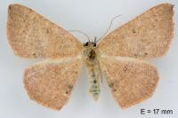 Cyclophora puppillaria