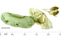 Cyclophora puppillaria