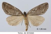 Pachycnemia hippocastanaria hippocastanaria
