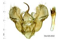 Thera cupressata