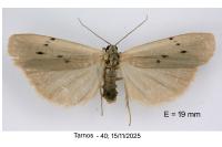 Pelosia muscerda