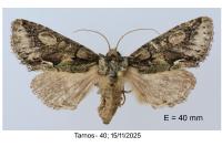 Allophyes oxyacanthae