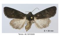 Aporophyla nigra