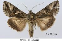 Autographa gamma