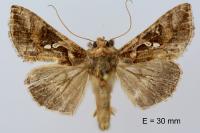 Chrysodeixis chalcites