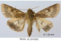 Helicoverpa armigera