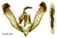 Helicoverpa armigera