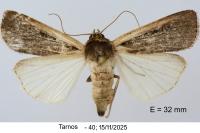 Ochropleura leucogaster