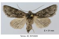 Xylocampa areola