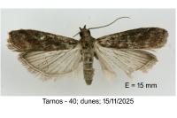 Cryptoblabes gnidiella