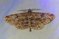 Peribatodes rhomboidaria rhomboidaria