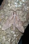 Hyloicus pinastri/maurorum